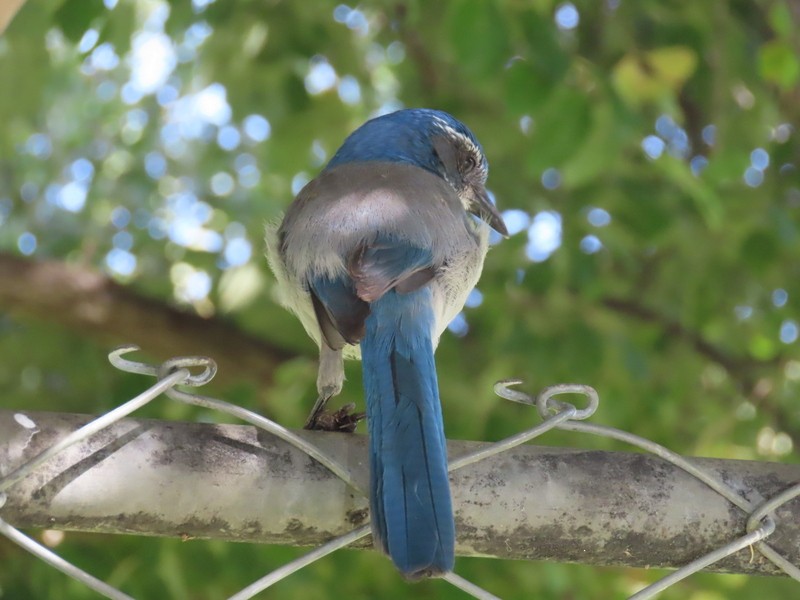 California Scrub-Jay - ML625489015