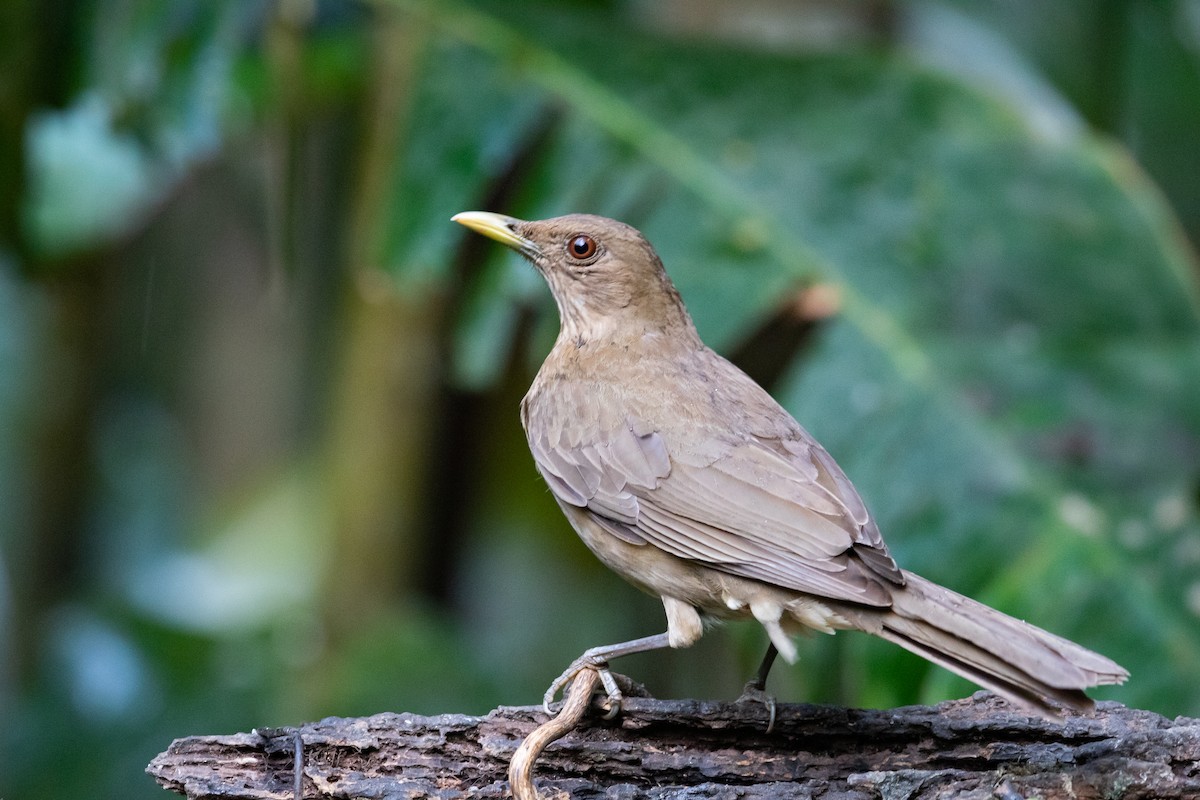 Clay-colored Thrush - Nitin Chitale