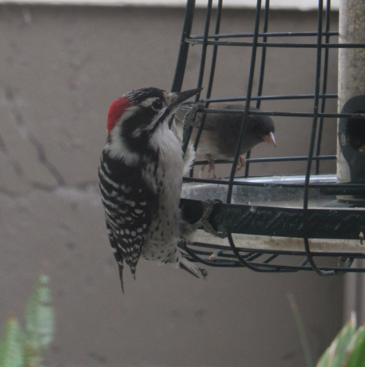 Nuttall's Woodpecker - ML625489152