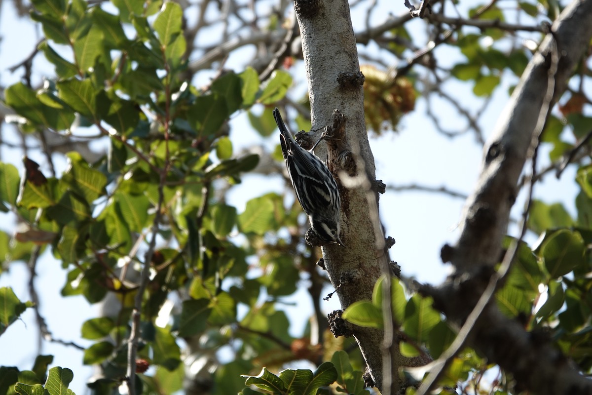 Black-and-white Warbler - ML625489386