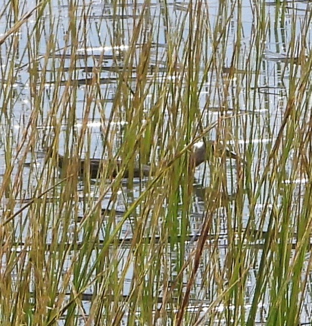 Clapper Rail - ML625489388