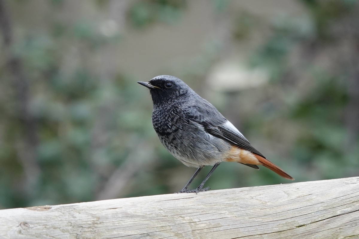 Black Redstart - ML625489475