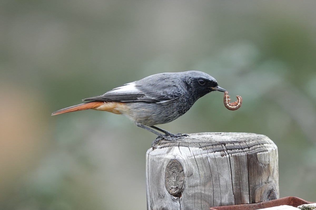 Black Redstart - ML625489478