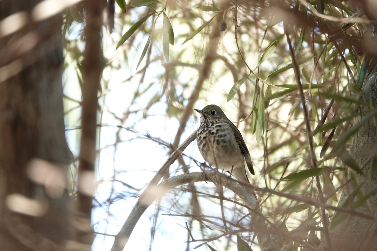 Hermit Thrush - ML625489500
