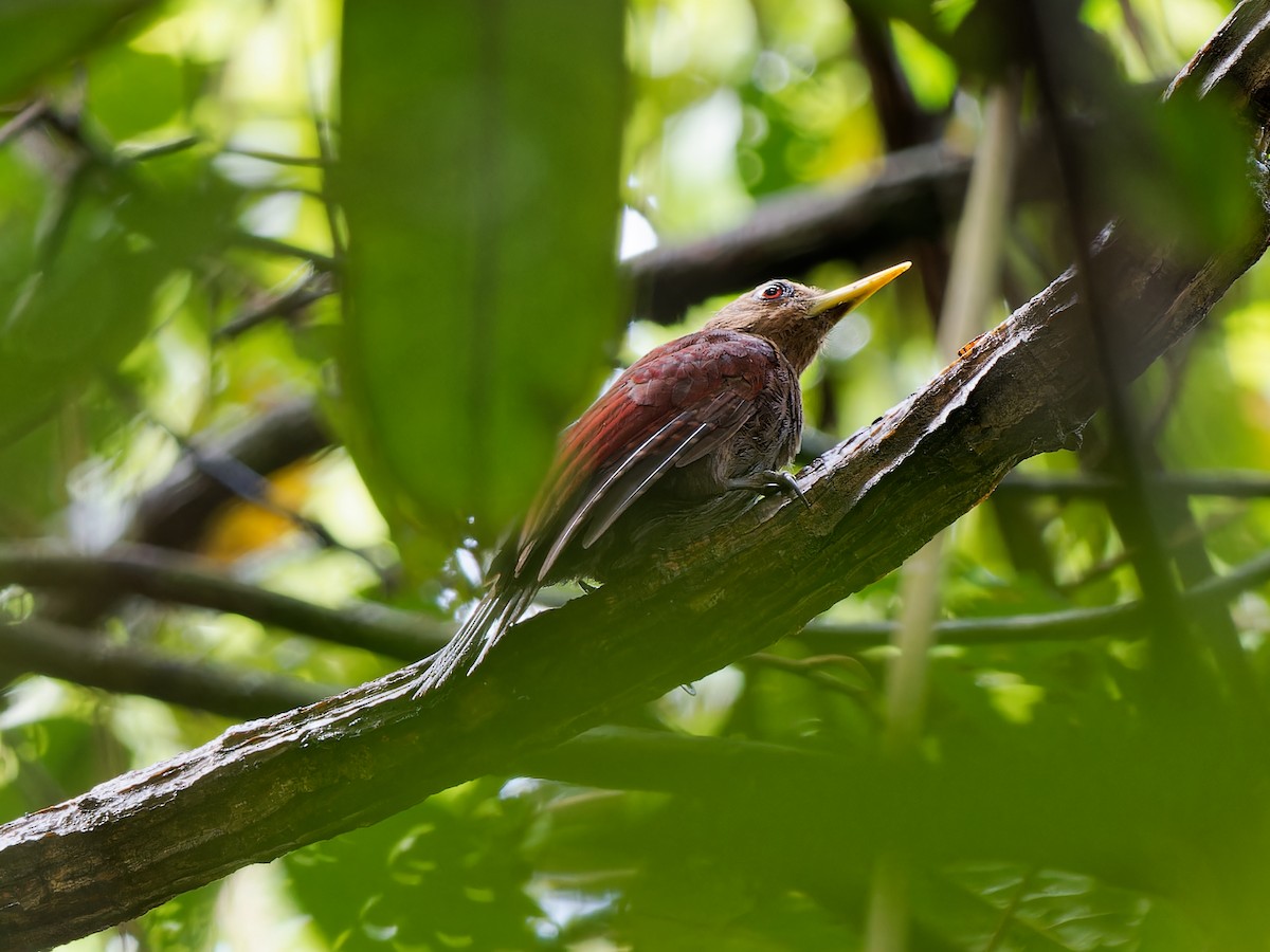 Maroon Woodpecker - Daniel Schlaepfer