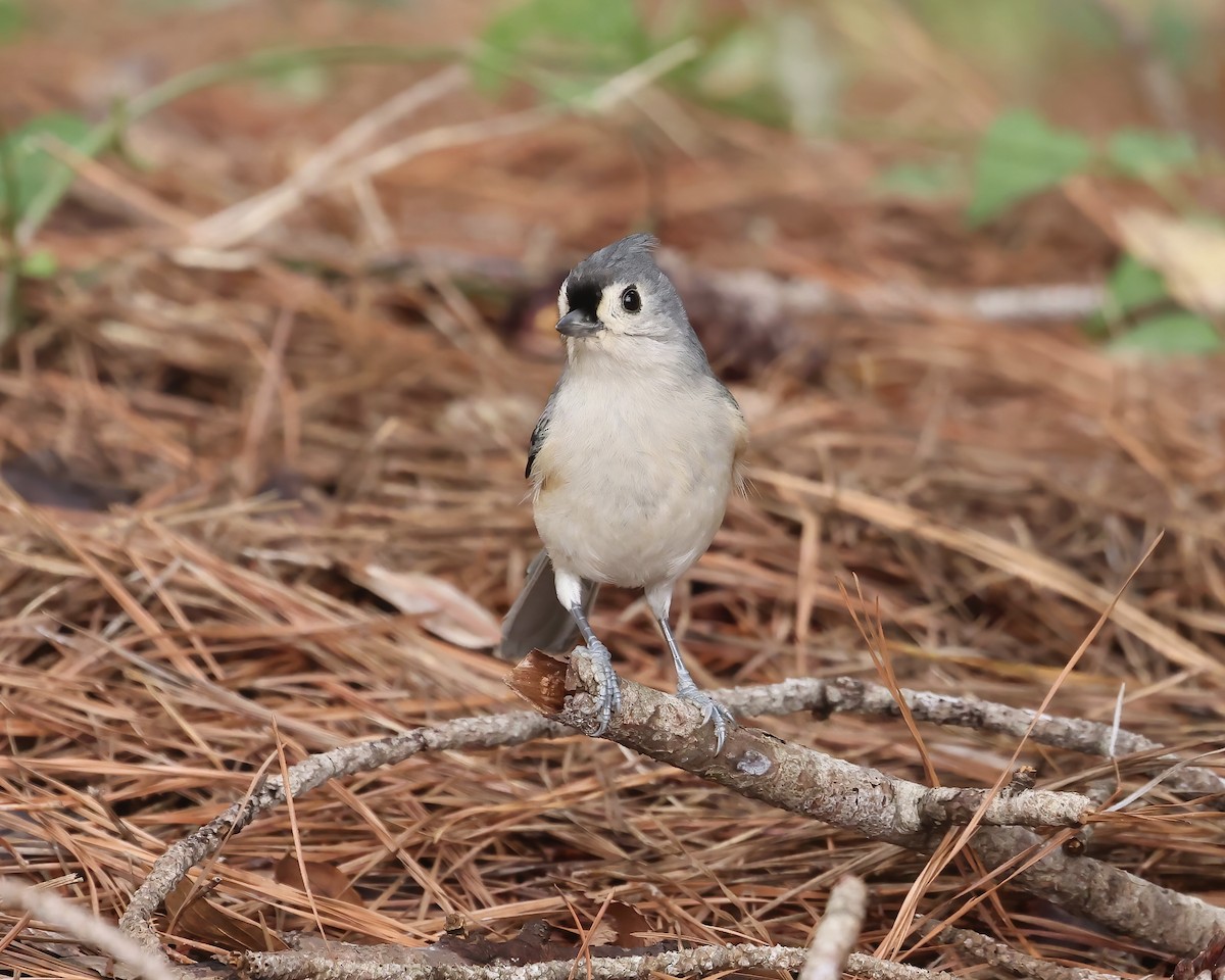 Tufted Titmouse - ML625489693