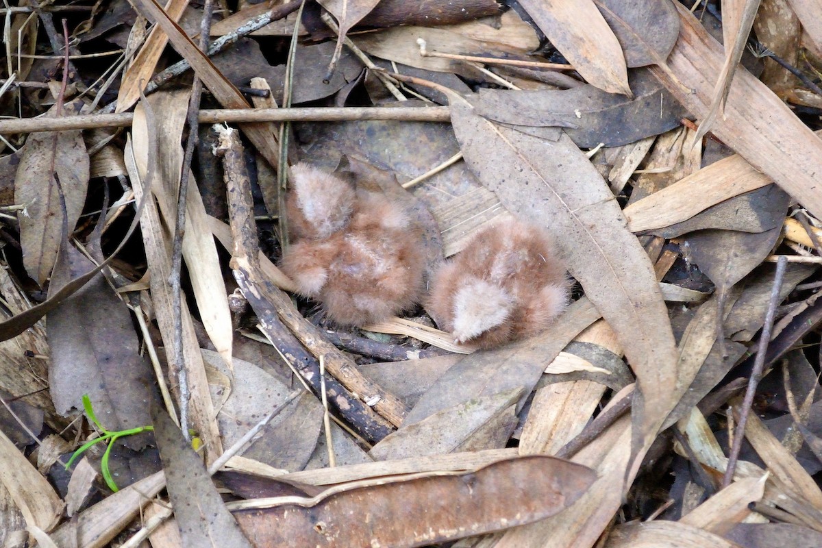 Common Pauraque - ML625489716