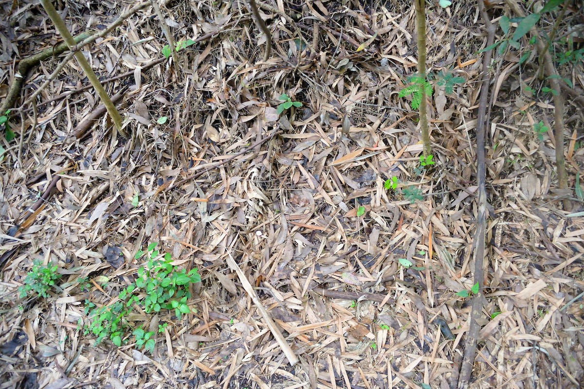 Common Pauraque - ML625489717