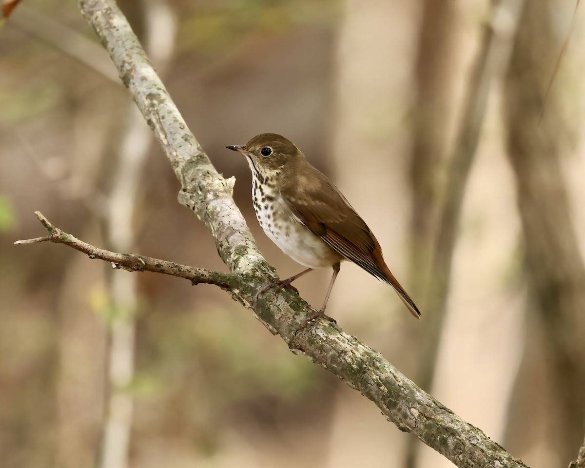 Hermit Thrush - ML625489718
