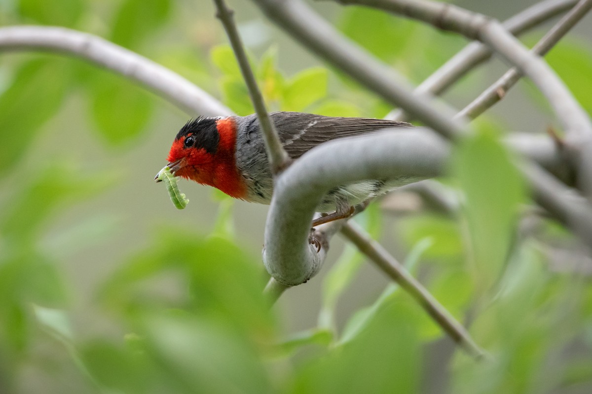 Red-faced Warbler - ML625489720