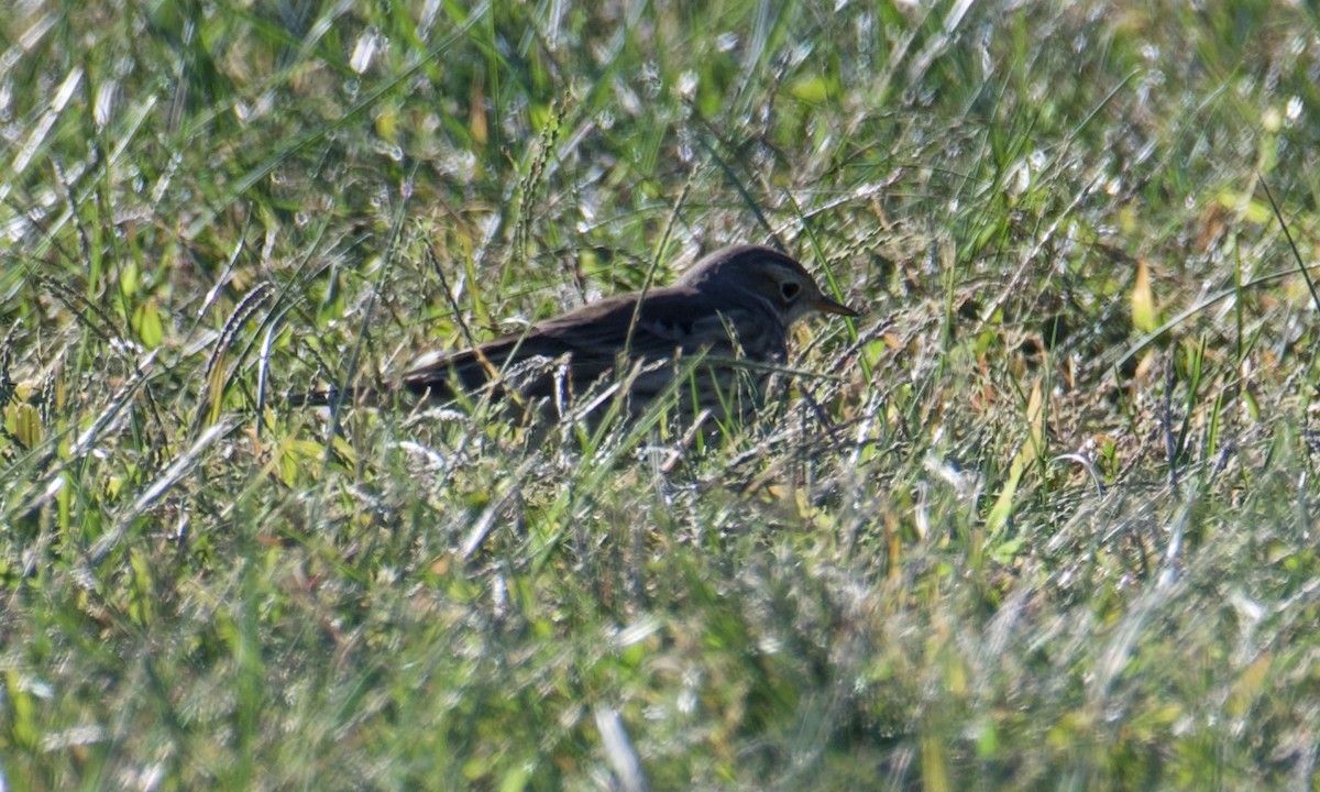 American Pipit - ML625489773