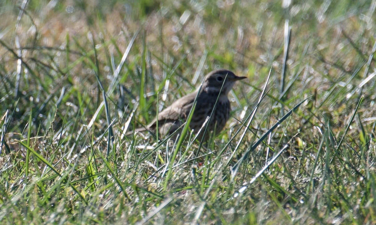 American Pipit - ML625489793