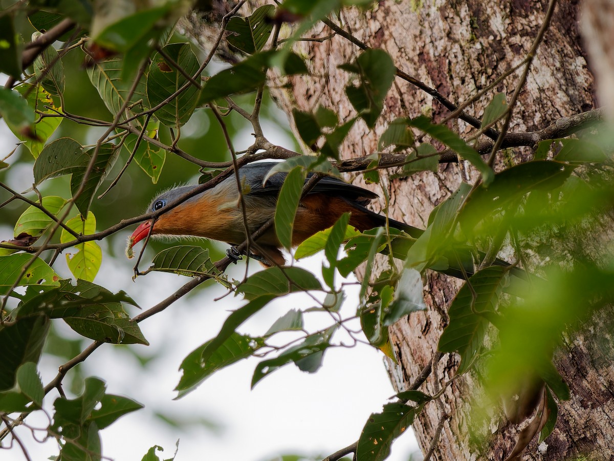 Red-billed Malkoha - ML625489923