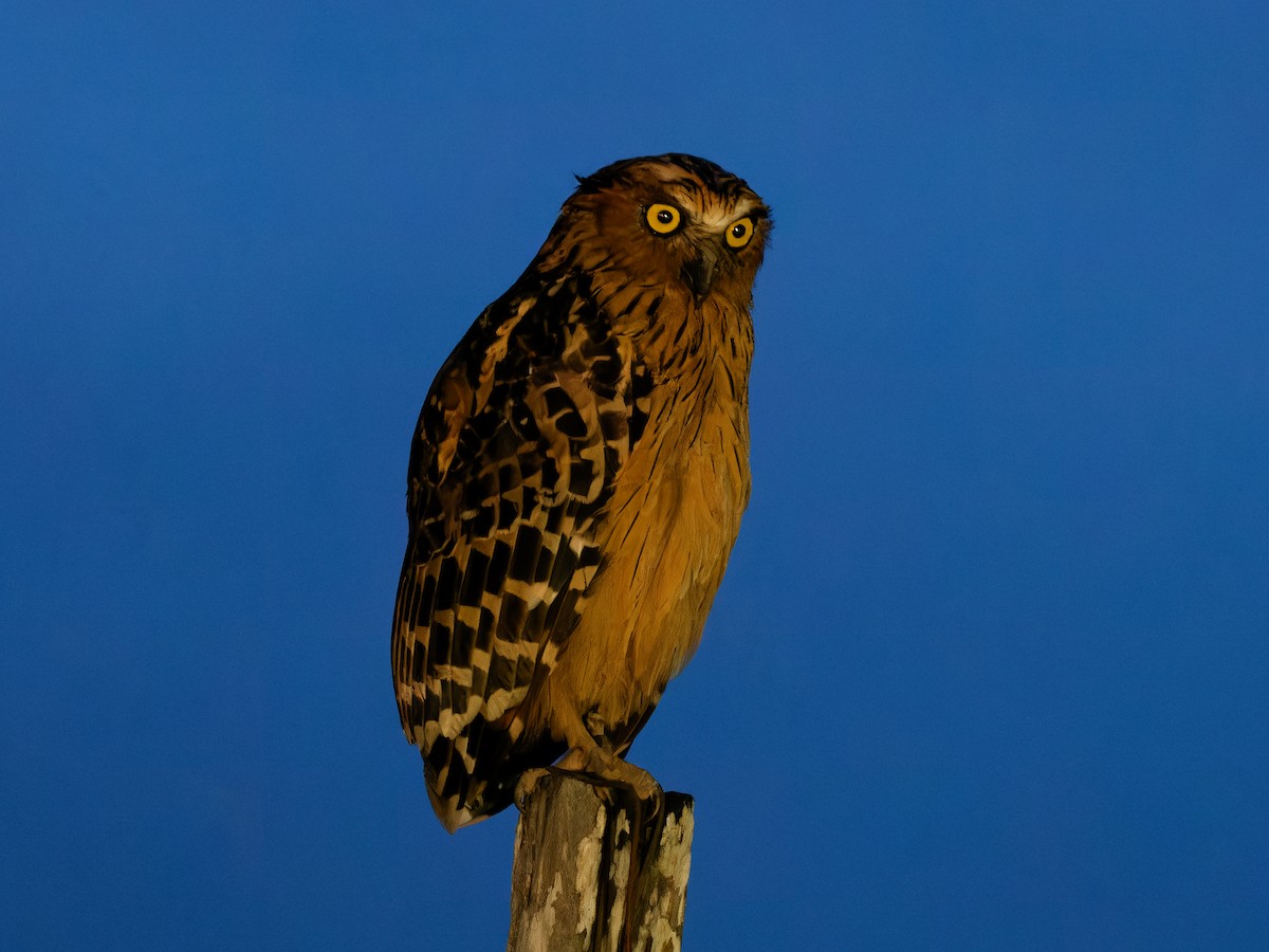 Buffy Fish-Owl - Daniel Schlaepfer