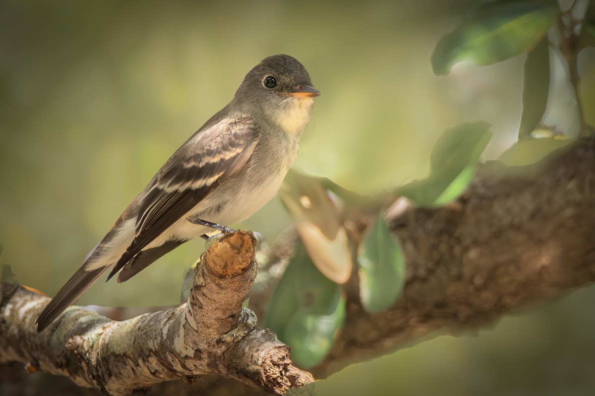 Eastern Wood-Pewee - ML625490437