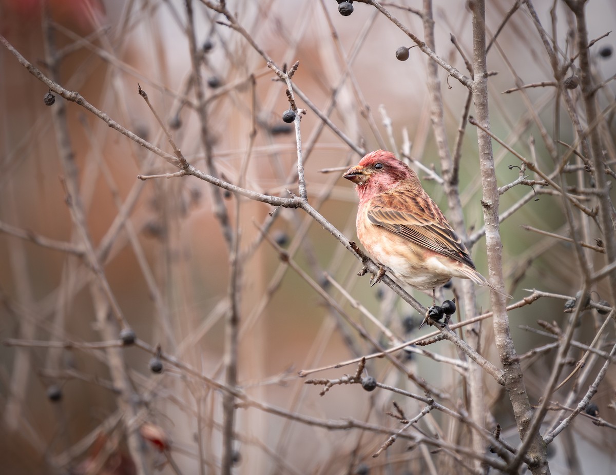 Purple Finch - ML625490445