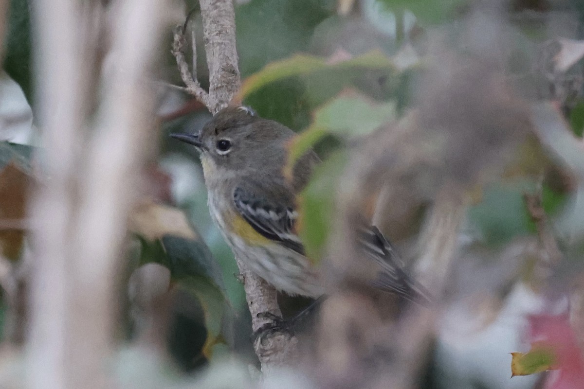 Yellow-rumped Warbler (Audubon's) - ML625490453