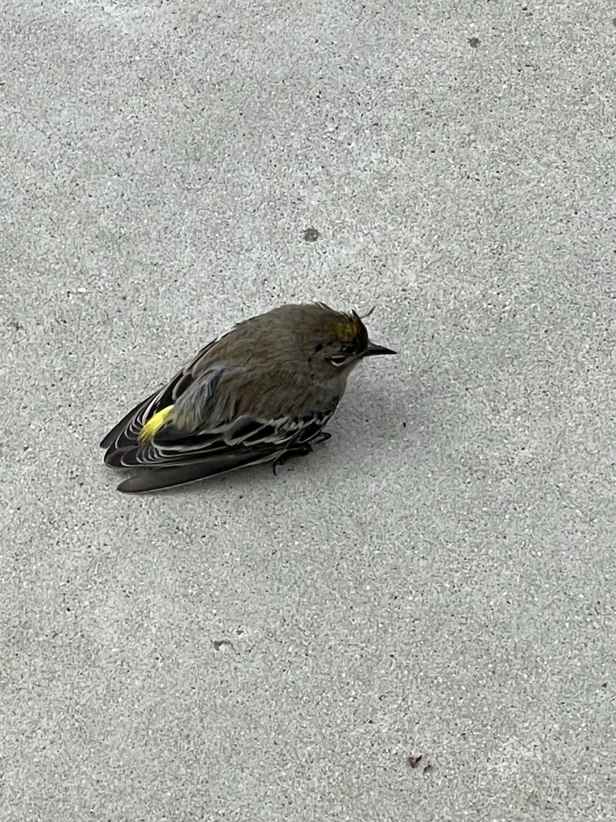 Yellow-rumped Warbler (Audubon's) - ML625490454