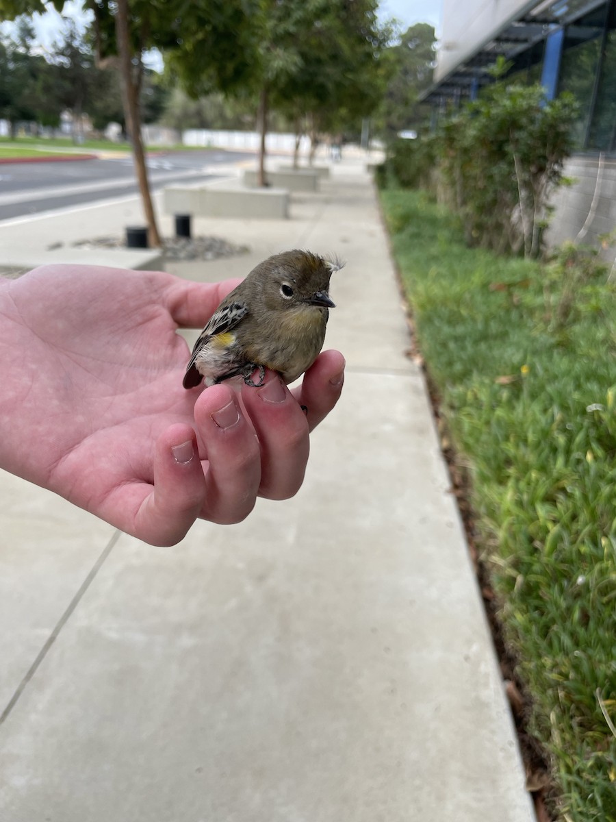 Yellow-rumped Warbler (Audubon's) - ML625490455