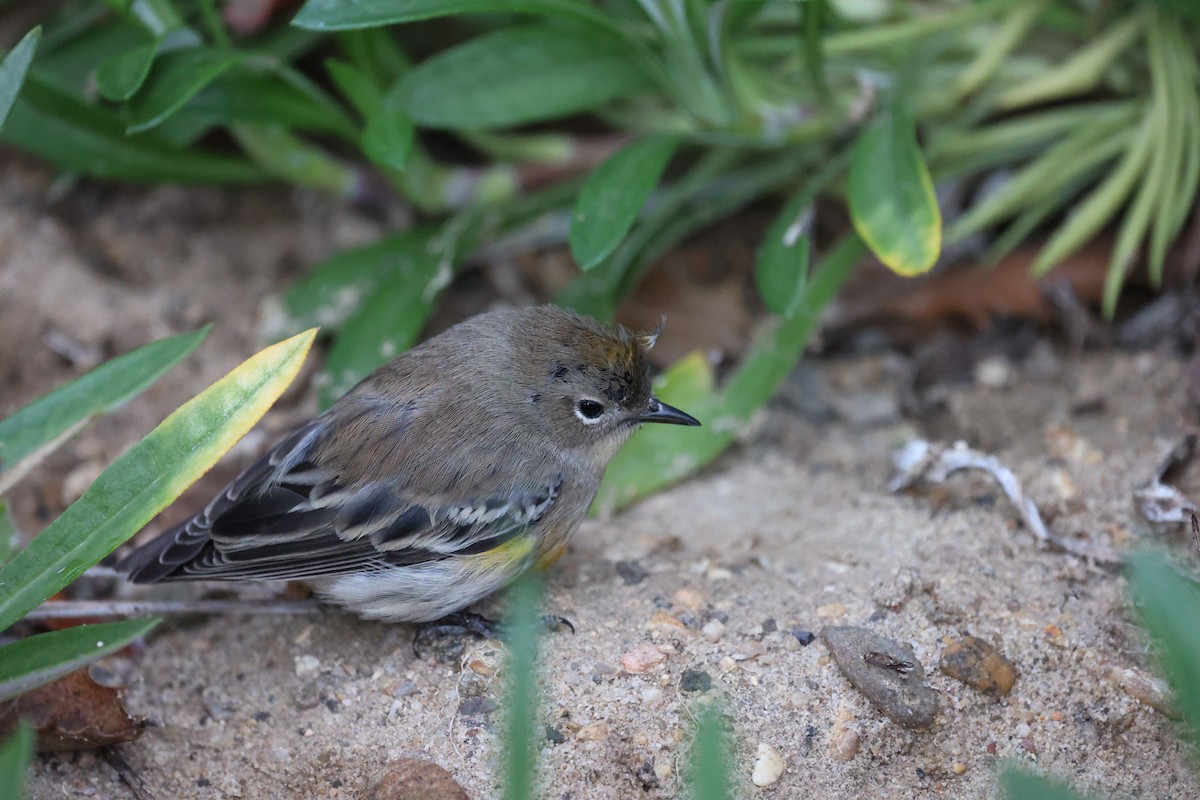 Yellow-rumped Warbler (Audubon's) - ML625490457