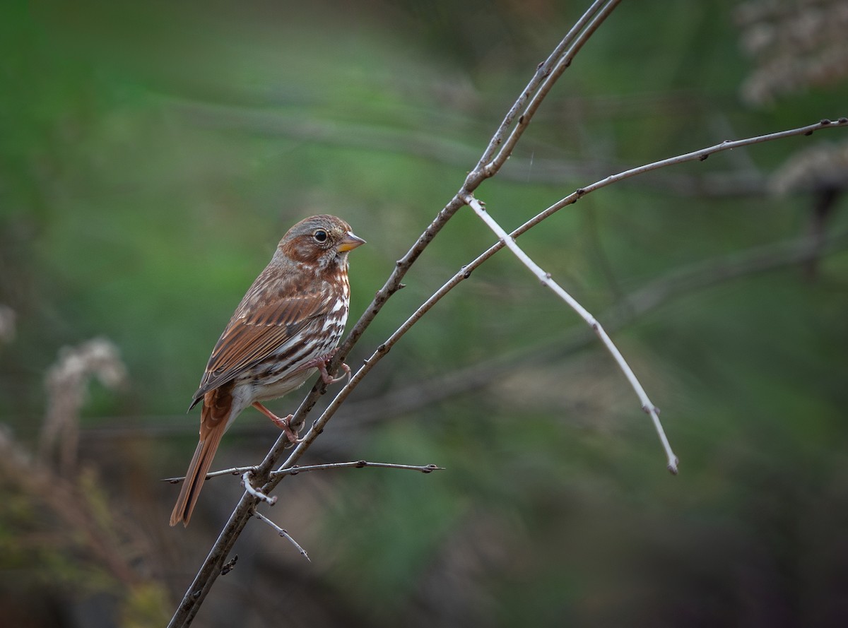 Fox Sparrow - ML625490458