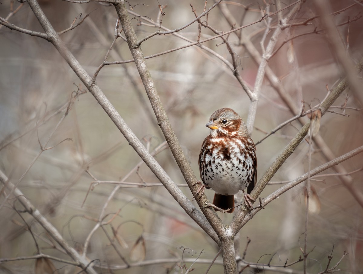 Fox Sparrow - ML625490459