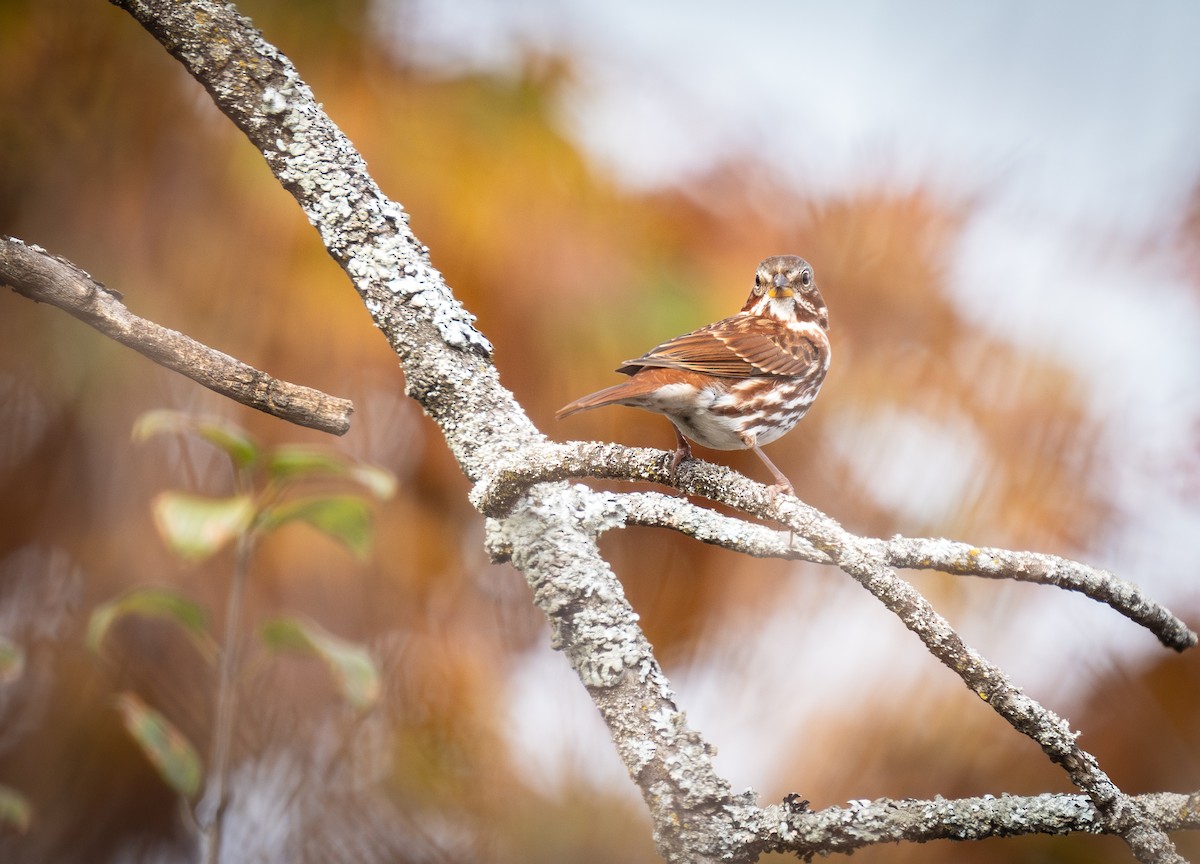 Fox Sparrow - ML625490460