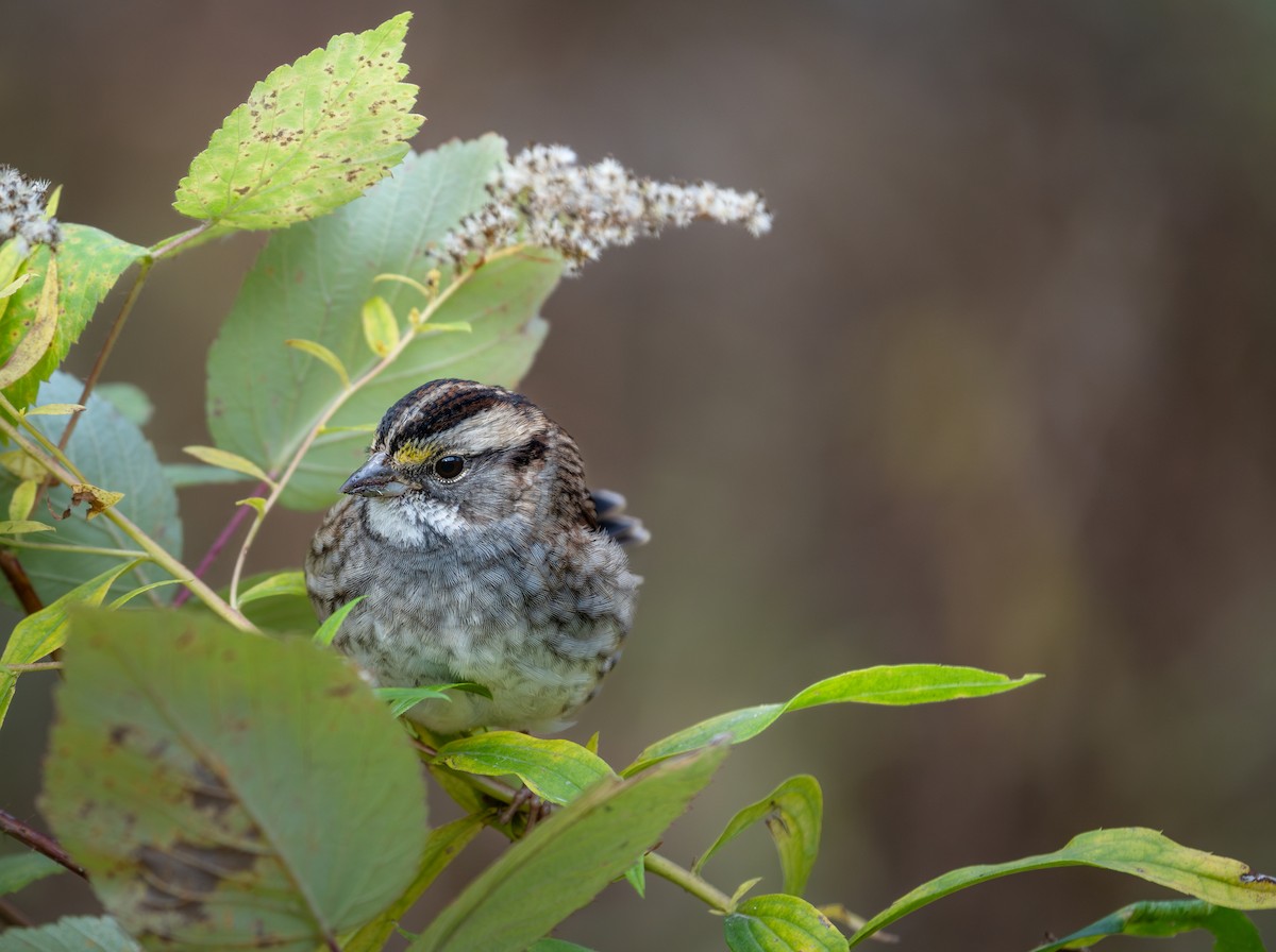 White-throated Sparrow - ML625490471