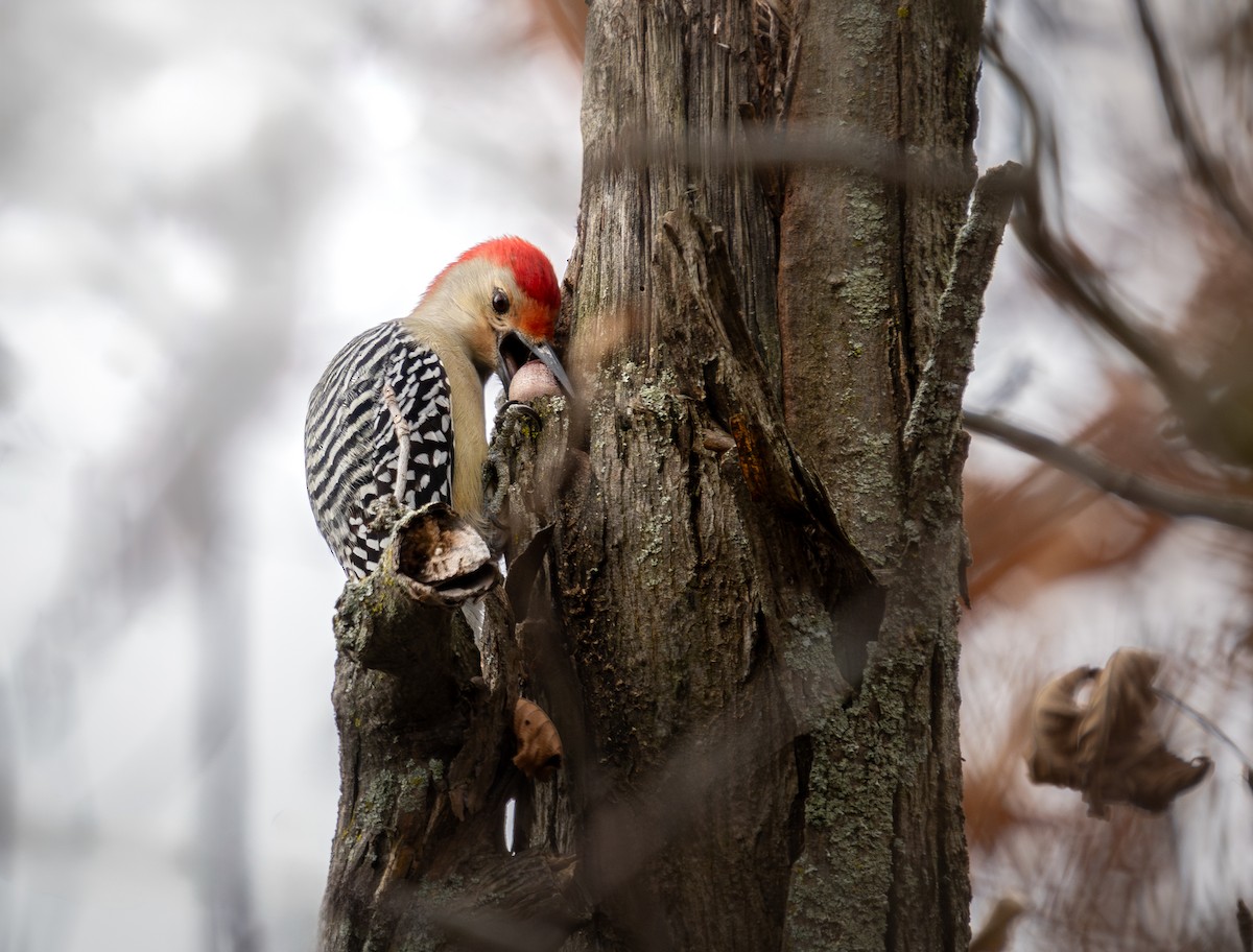 Red-bellied Woodpecker - ML625490498