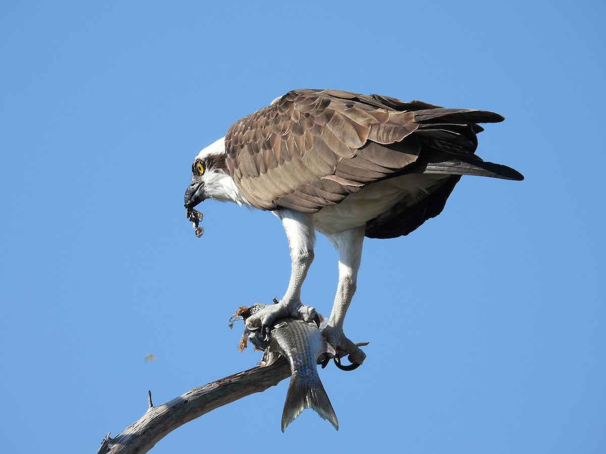 Osprey - Carly Wainwright