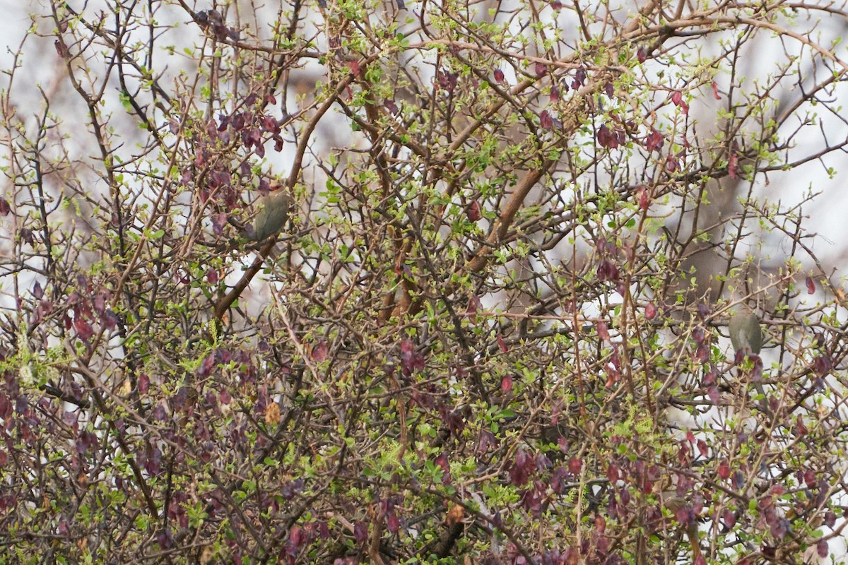 Red-faced Mousebird - Dominique Genna