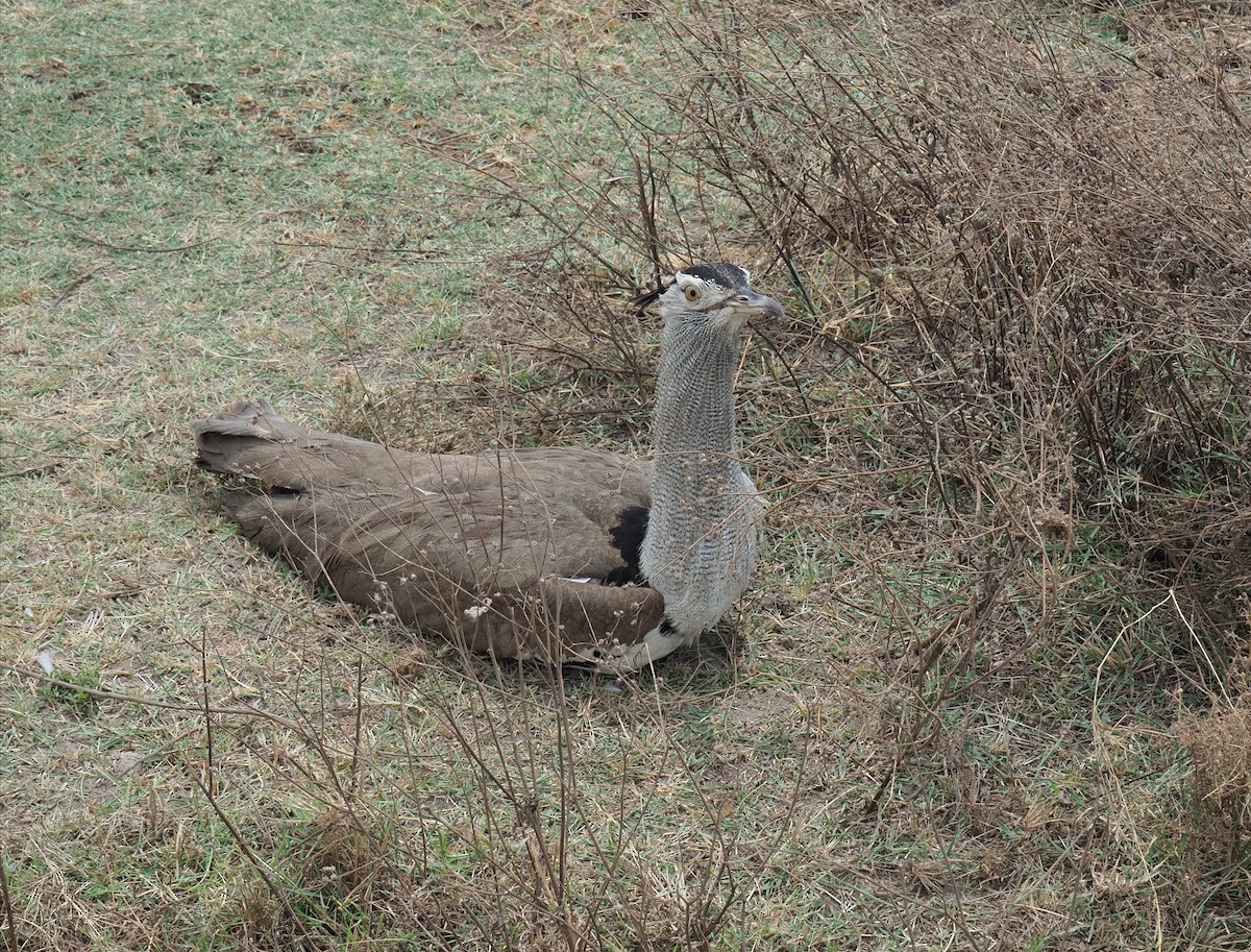 Kori Bustard - D.  Coody