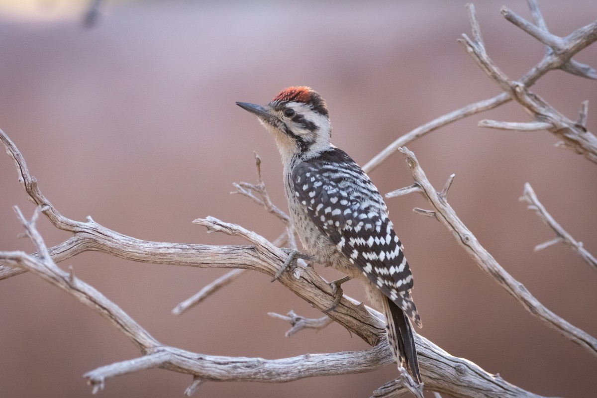 Ladder-backed Woodpecker - Henrey Deese