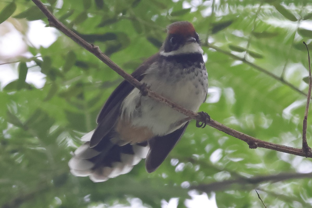 Solomons Rufous Fantail - ML625490867