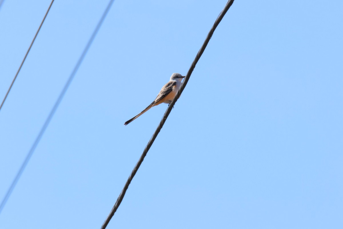 Scissor-tailed Flycatcher - ML625491069