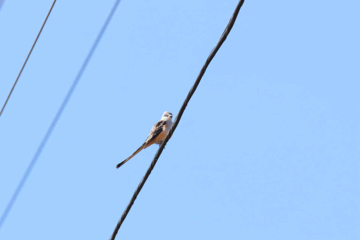 Scissor-tailed Flycatcher - ML625491070