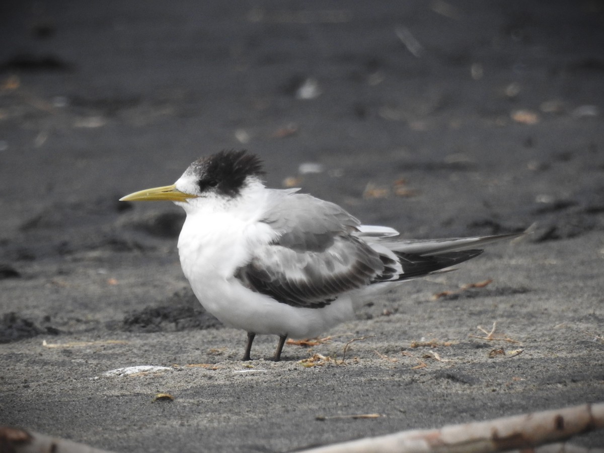 rybák chocholatý - ML625491223