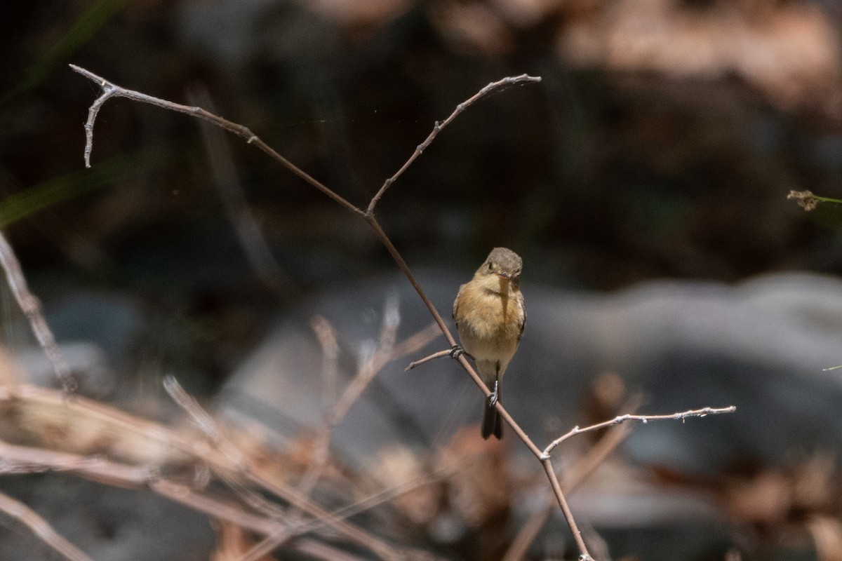 Buff-breasted Flycatcher - Henrey Deese