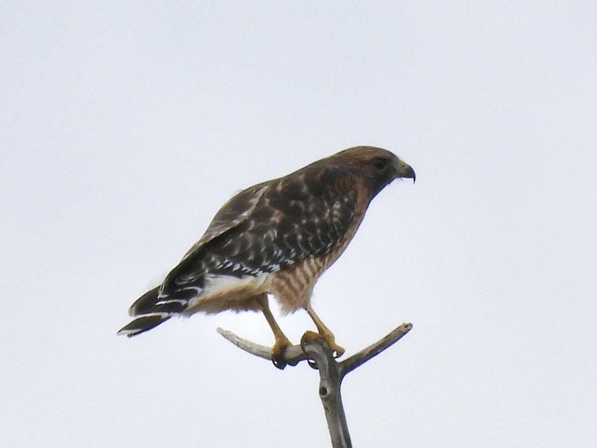 Red-shouldered Hawk - ML625491272