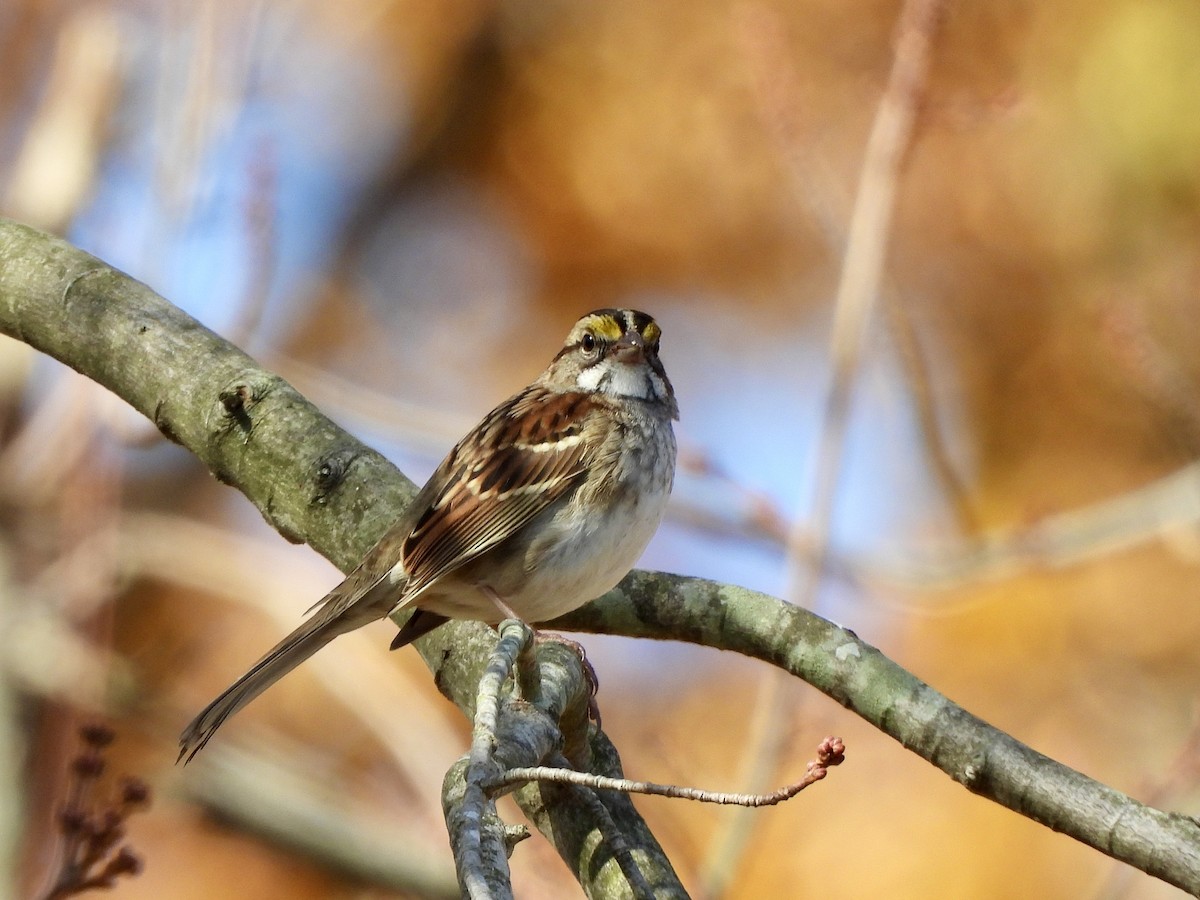 White-throated Sparrow - ML625491286