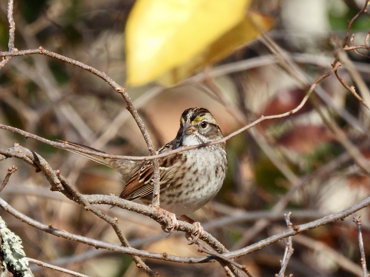 White-throated Sparrow - ML625491287