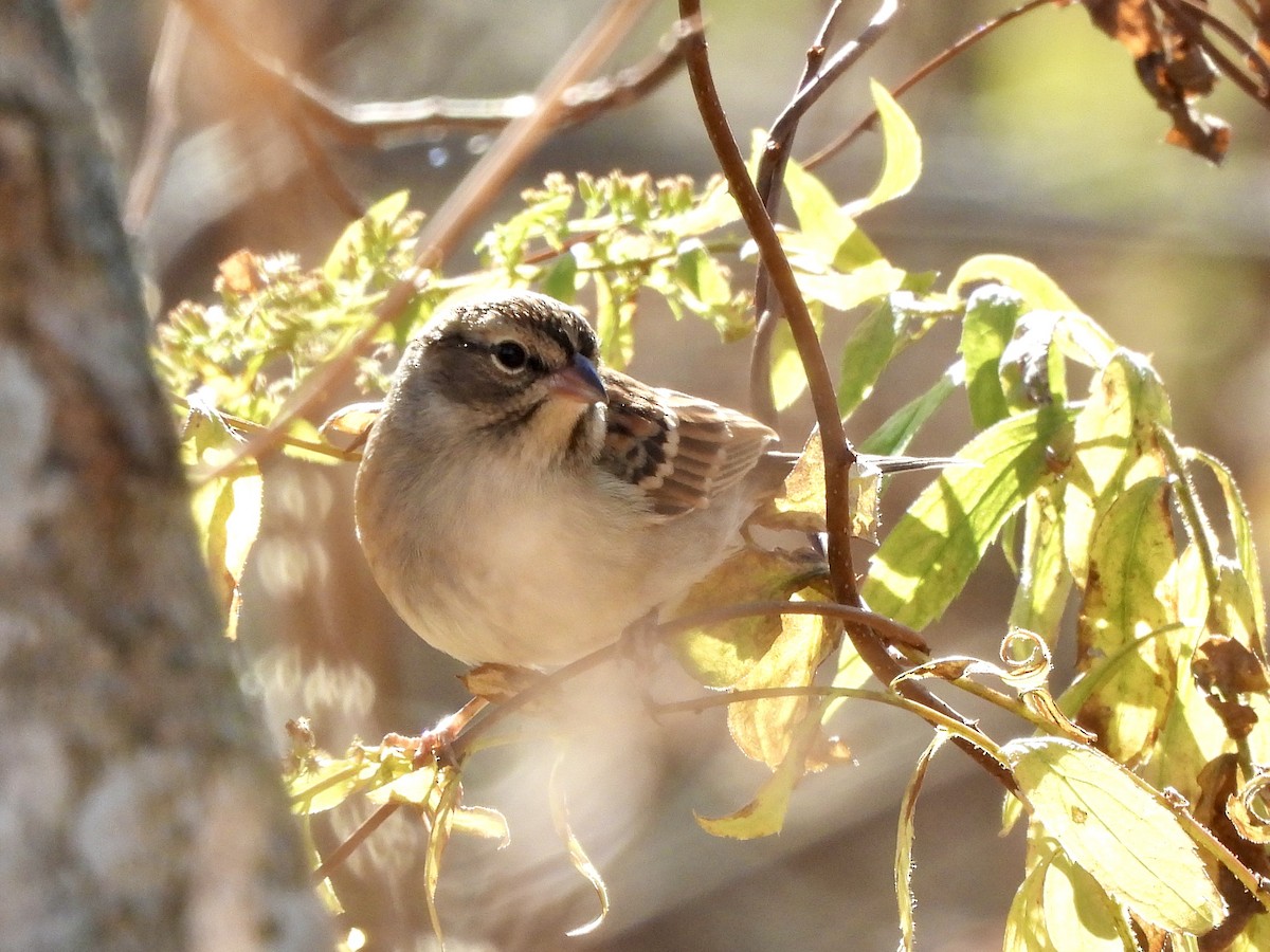 Chipping Sparrow - ML625491299