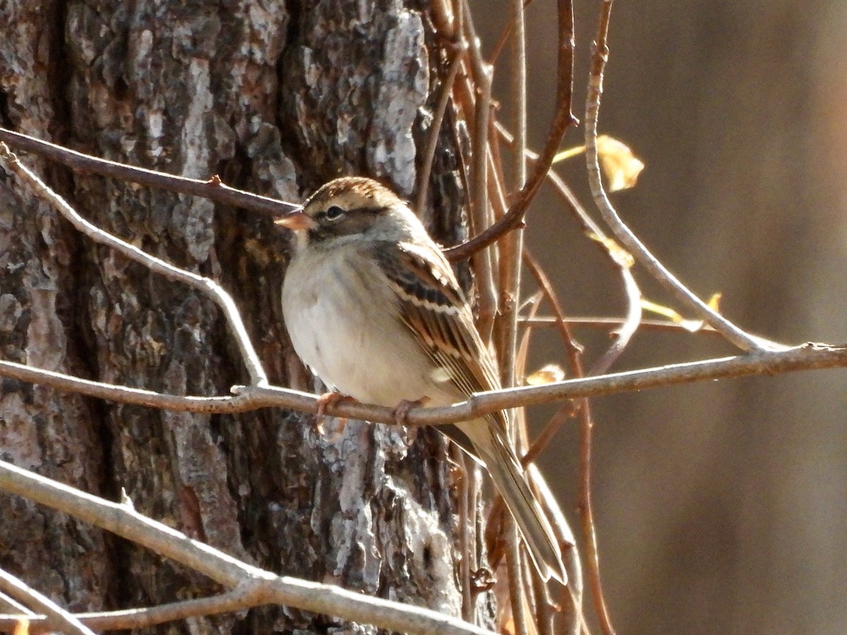 Chipping Sparrow - ML625491300