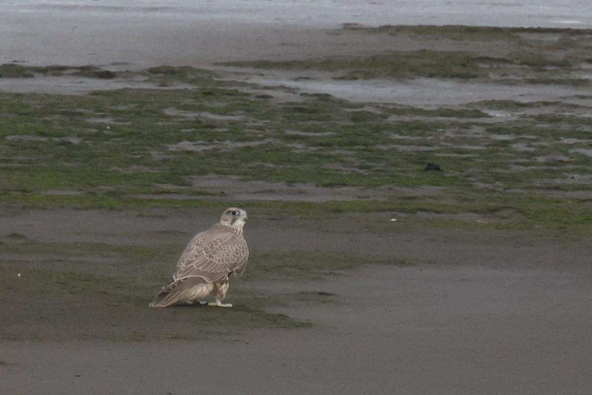 Gyrfalcon - ML625491303