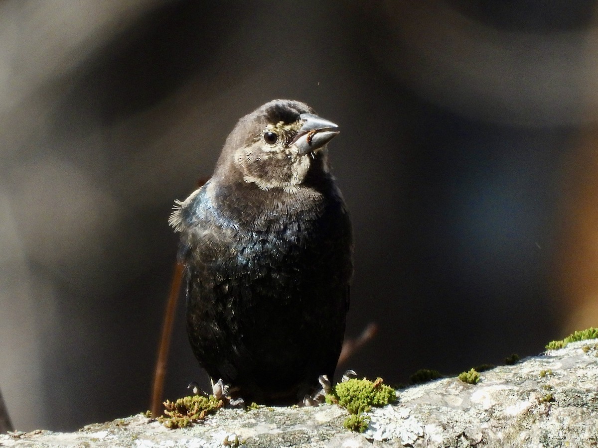 Brown-headed Cowbird - ML625491308