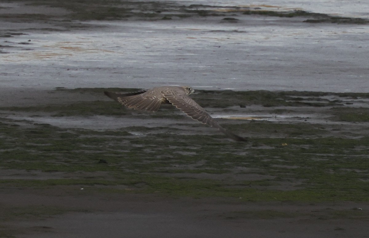 Gyrfalcon - ML625491318