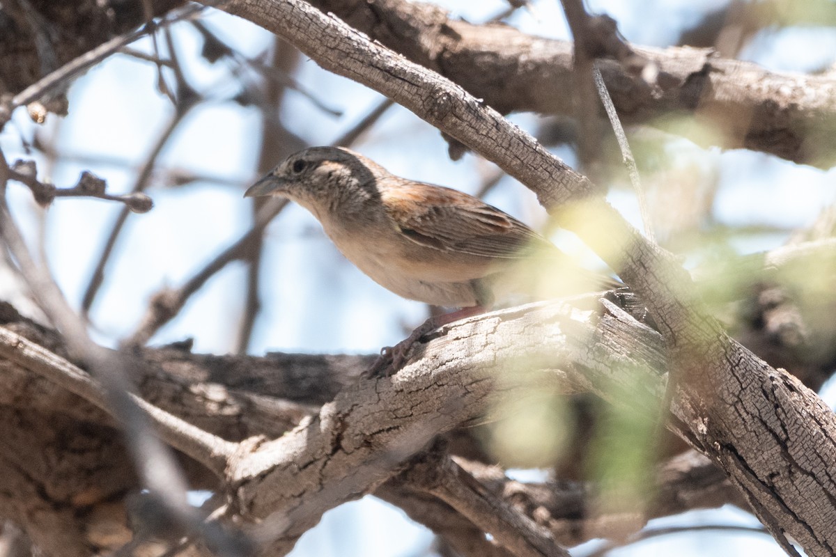 Botteri's Sparrow - Henrey Deese