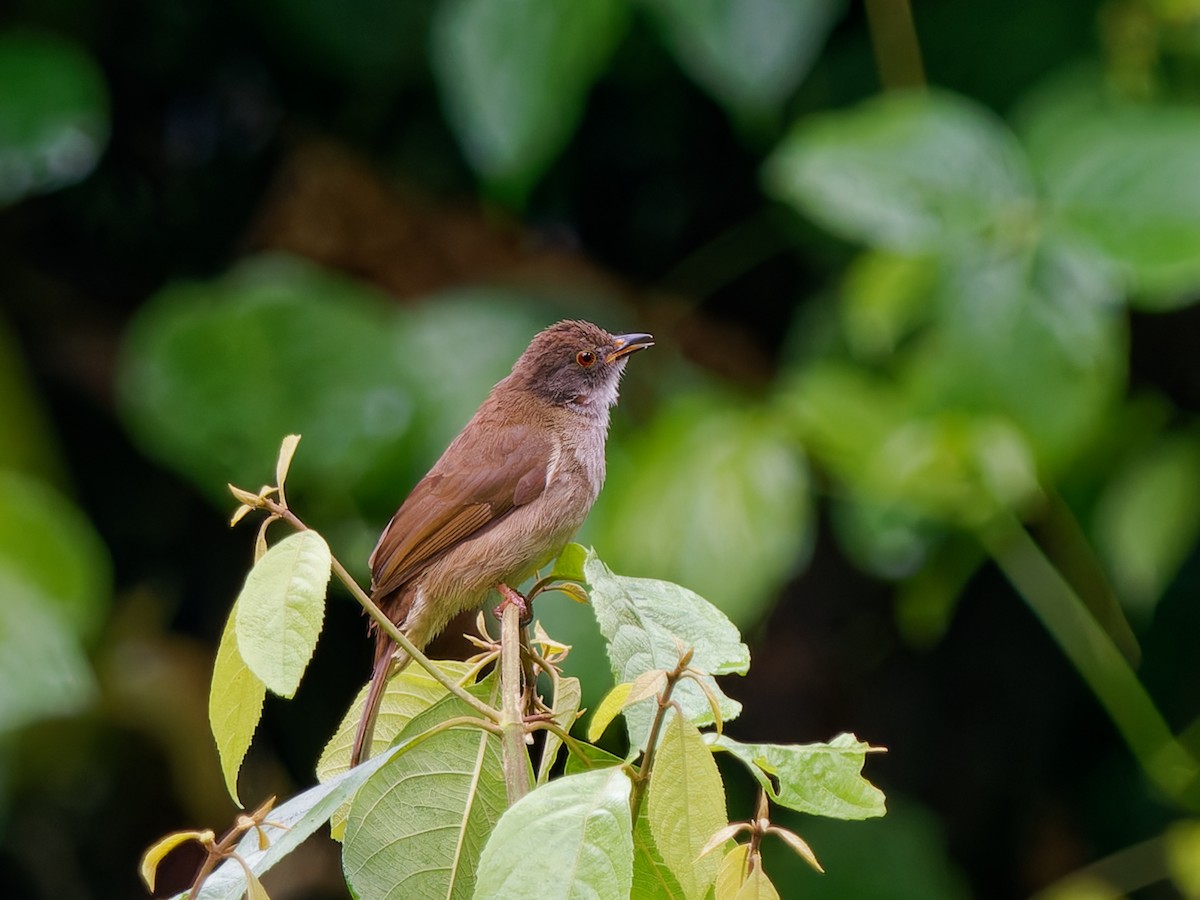 Spectacled Bulbul - Daniel Schlaepfer