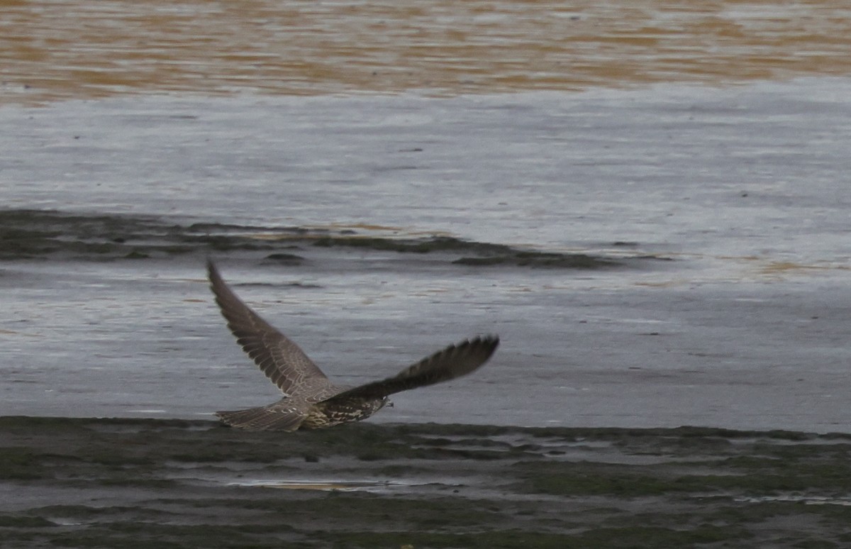 Gyrfalcon - ML625491327