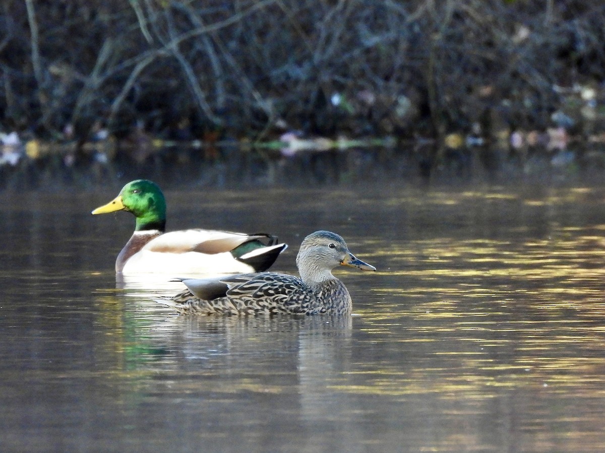 Mallard - Zihan Wei